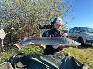 Sturgeon