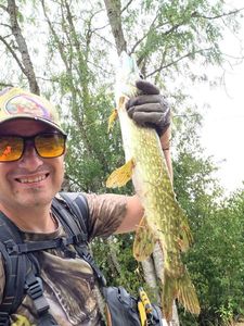 Northern Pike