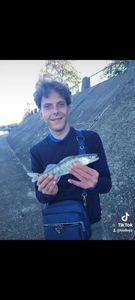 Zander