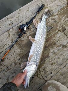 Northern Pike