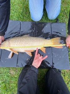 Common Carp