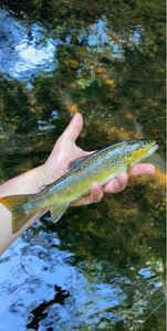 Brown Trout