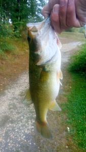 Smallmouth Bass