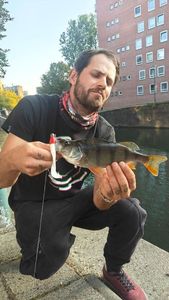 European Perch