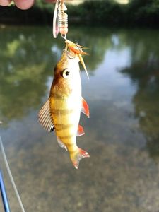 European Perch