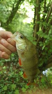 European Perch