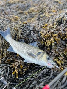 European Bass (Seabass)