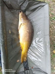 Mirror Carp