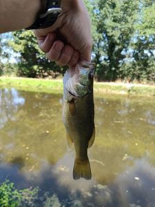 Largemouth Bass