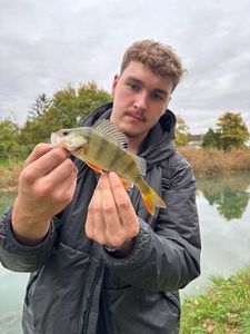 European Perch