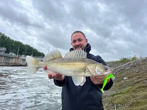 Zander