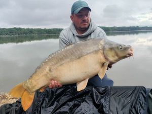 Mirror Carp