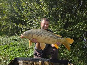 Common Carp