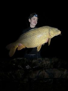 Common Carp