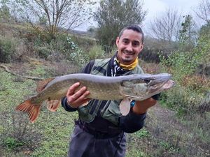 Chain Pickerel