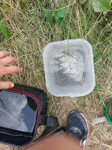 Common Minnow