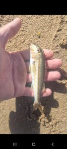 Red Mullet