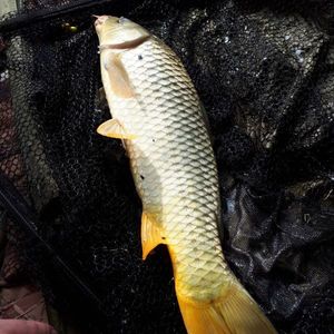 Common Carp