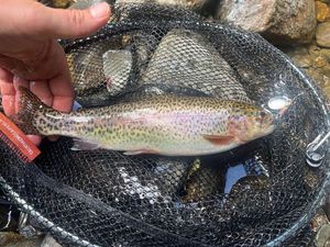 Rainbow Trout