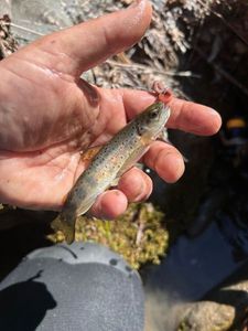Brown Trout