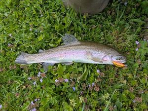 Rainbow Trout