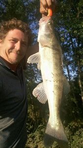 Zander