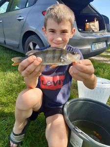European Perch