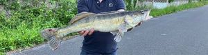 Zander
