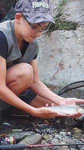 Brown Trout