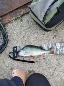 European Perch