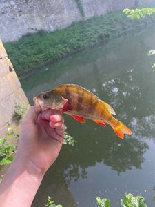 European Perch