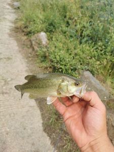 Smallmouth Bass