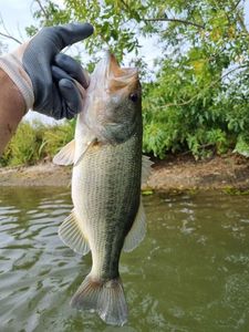 Largemouth Bass