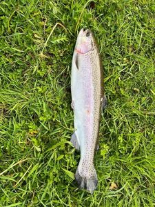 Rainbow Trout