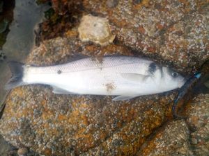 European Bass (Seabass)