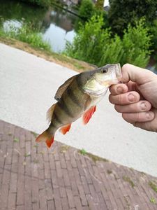 European Perch