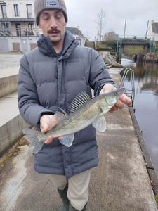 Zander