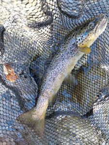Brown Trout