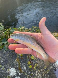 Brown Trout