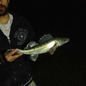 Zander
