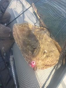 Spotted Ray