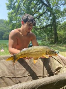 Common Carp