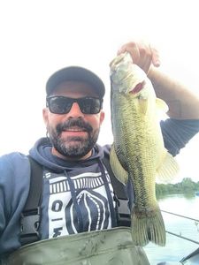 Largemouth Bass