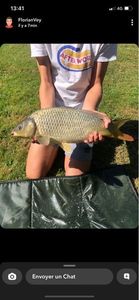 Crucian Carp