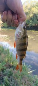 European Perch