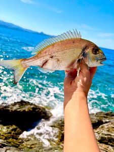 Gilthead Seabream