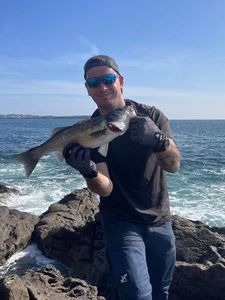 European Bass (Seabass)