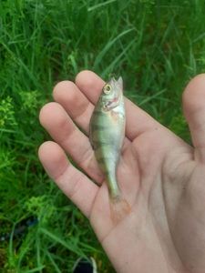 European Perch