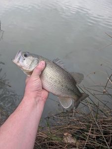Largemouth Bass