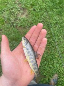 Brown Trout